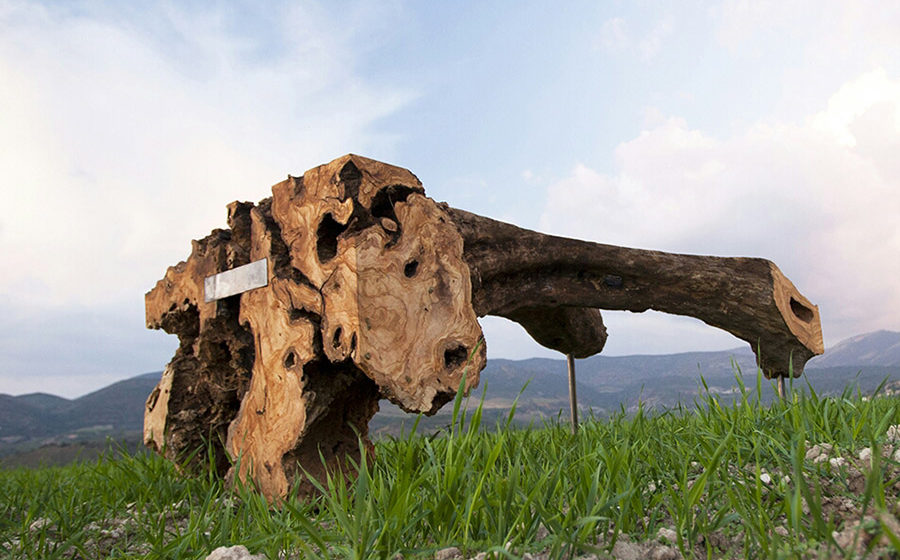 The olive tree experience