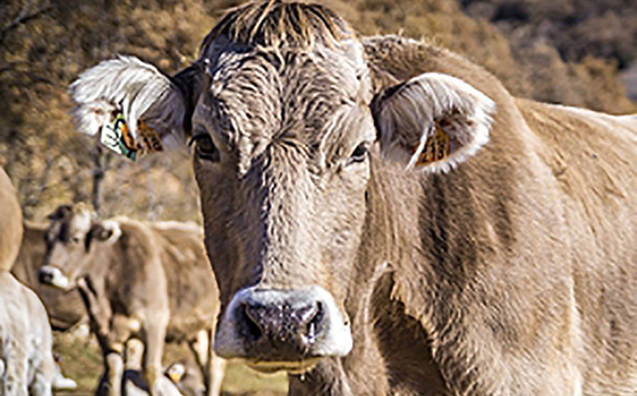 Vamos a dar comida a las vacas Brunas